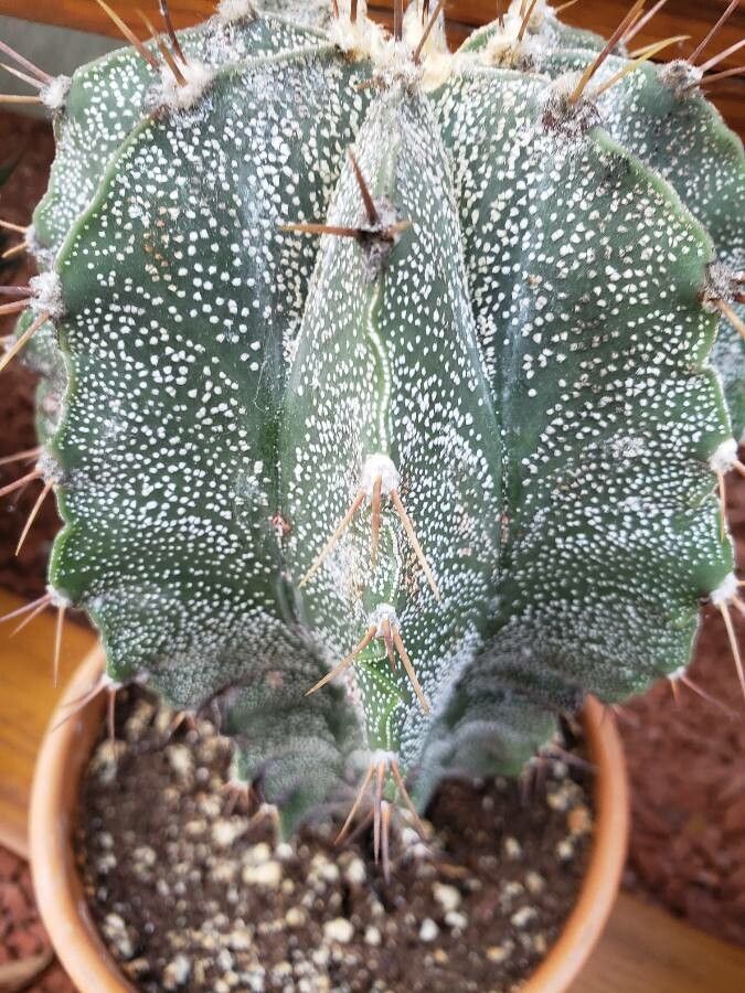 Astrophytum ornatum leaf