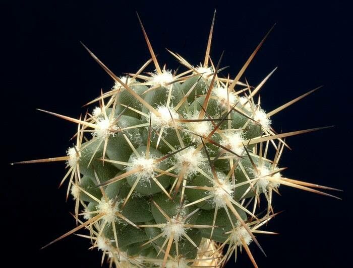 Coryphantha wohlschlageri — search result for 'Coryphantha'
