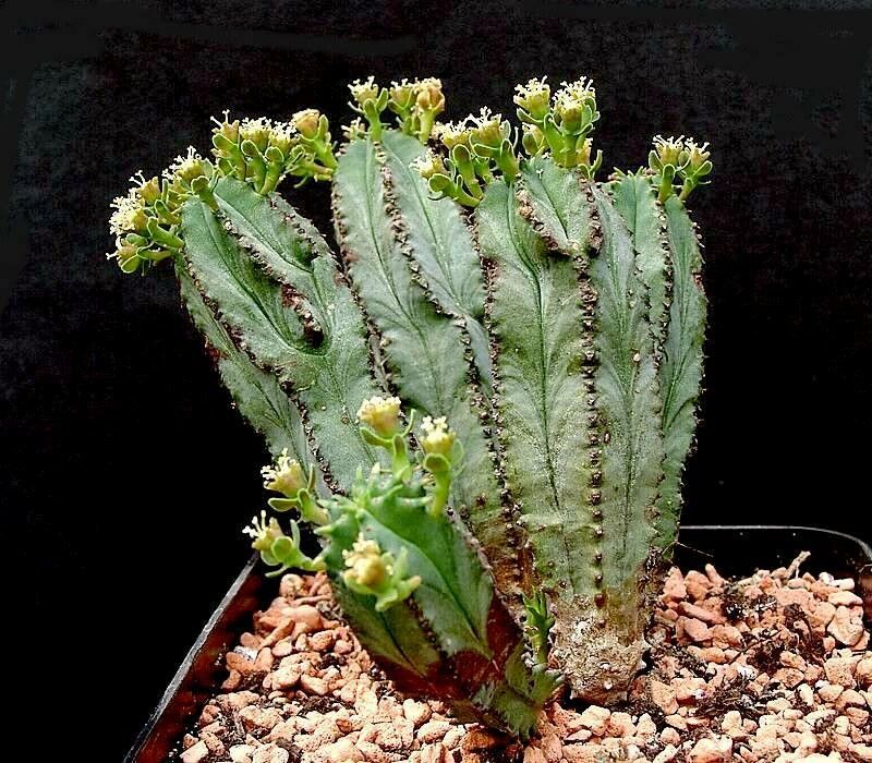 Euphorbia tubiglans — houseplant care guide