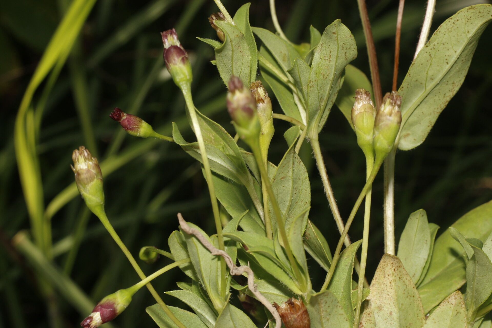 Espejoa mexicana flower