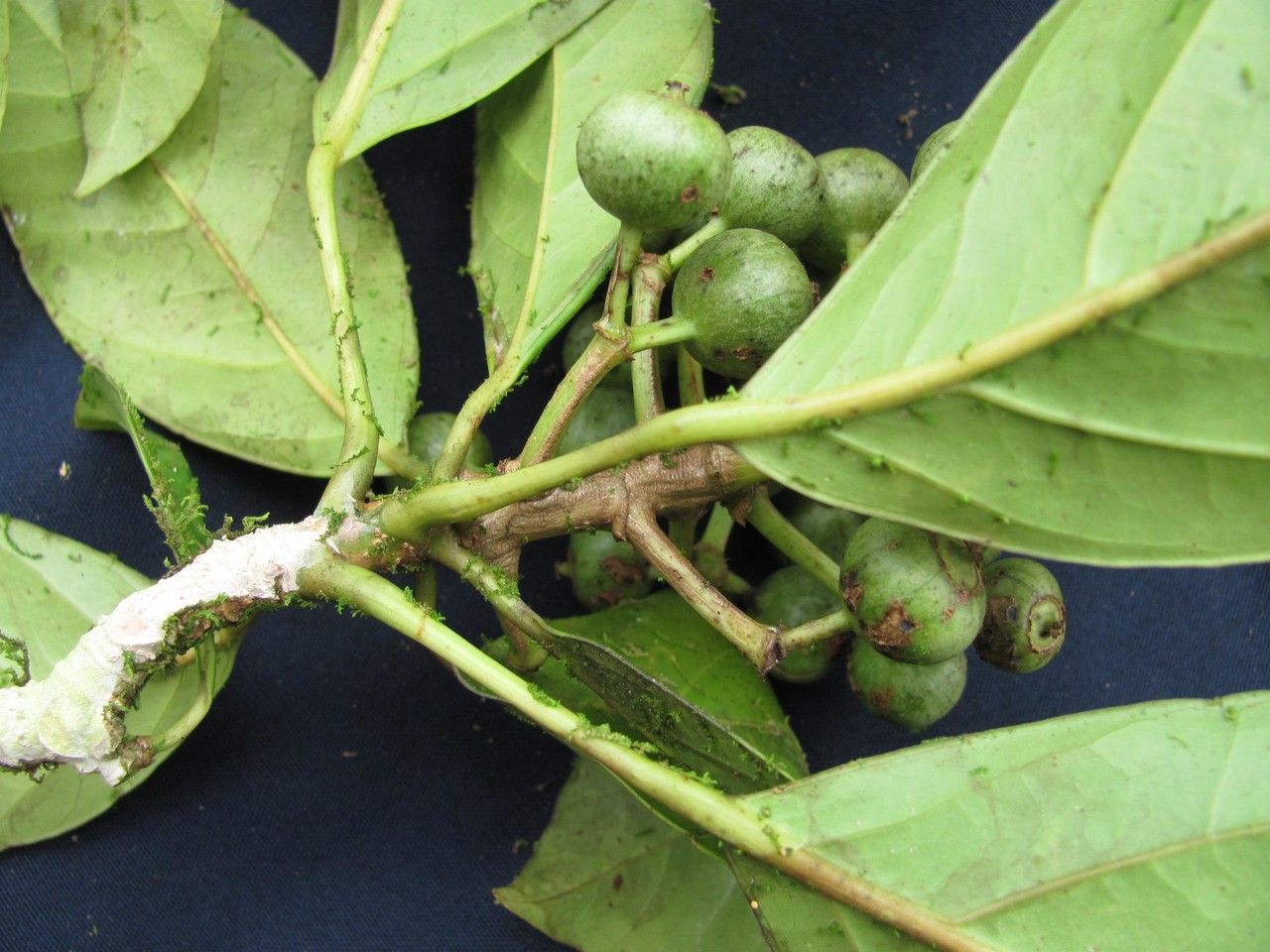 Dendropanax caucanus other
