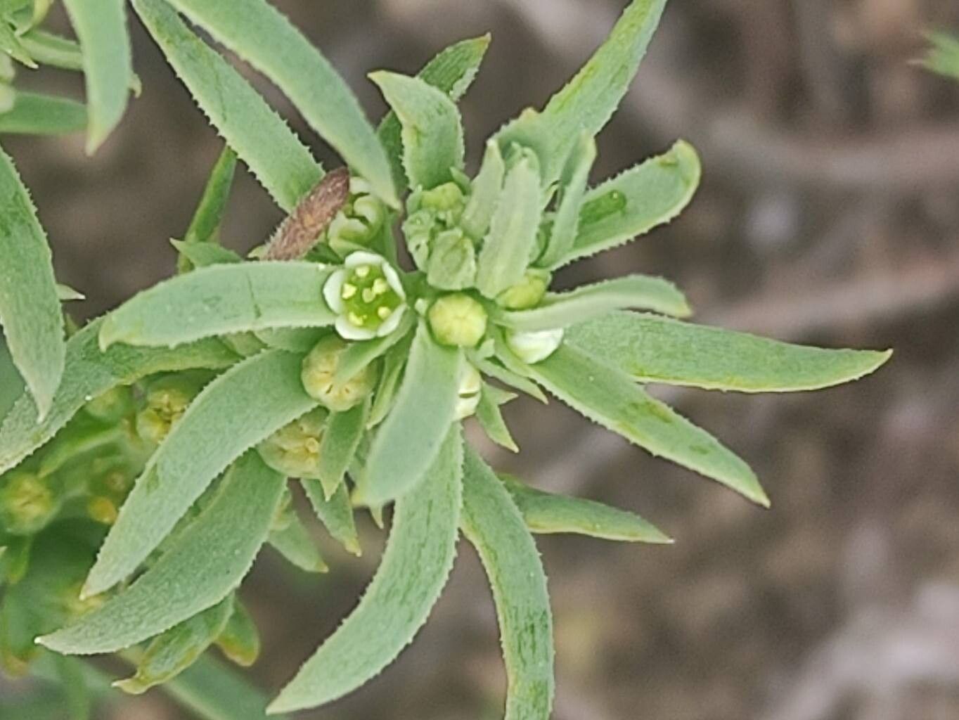 Thesium humile flower