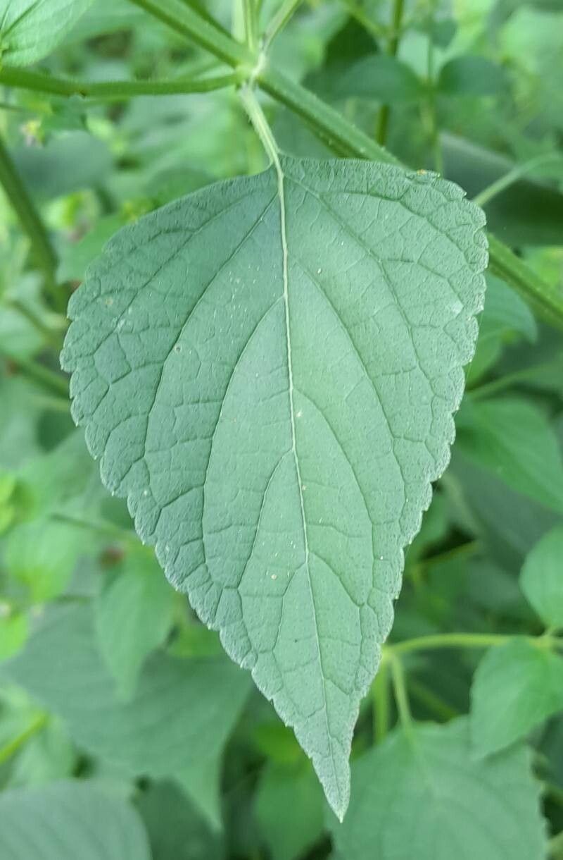 Cantinoa mutabilis — houseplant care guide