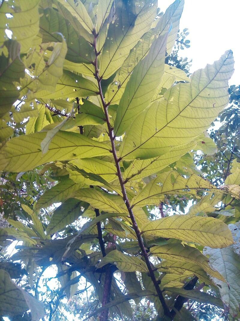 Theobroma speciosum — search result for 'Theobroma'