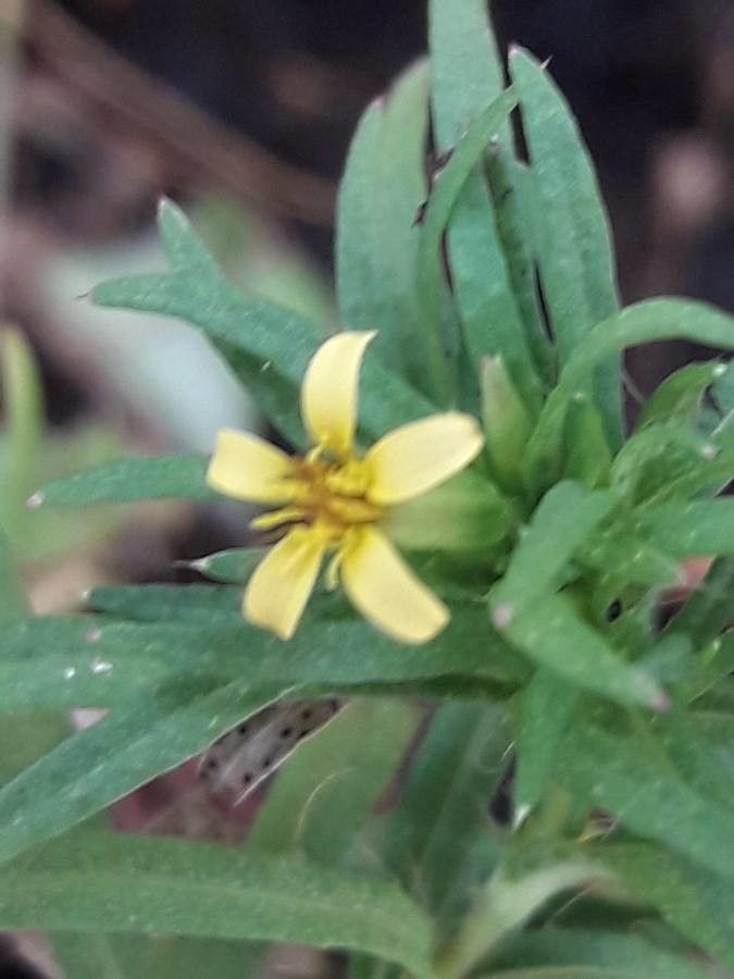 Pectis elongata flower