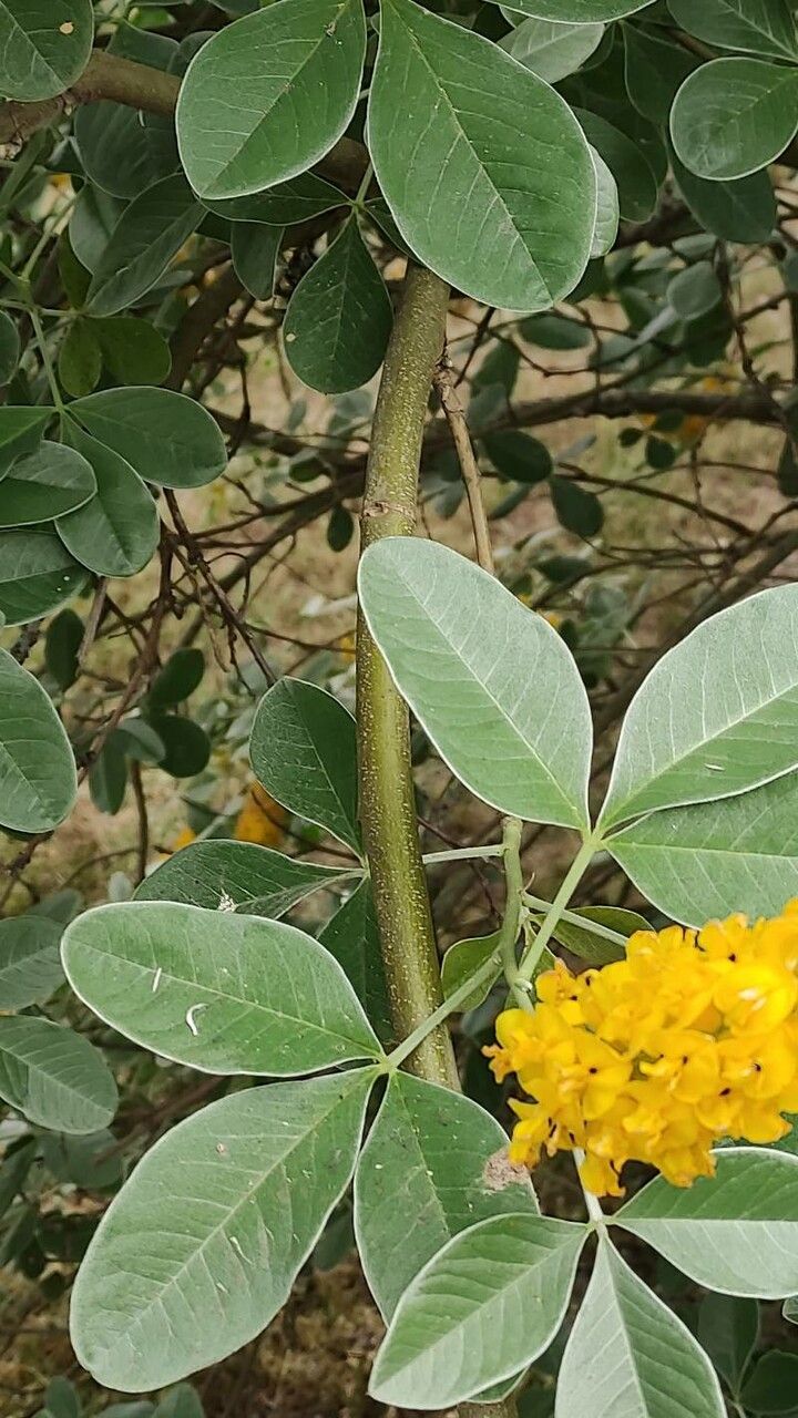 Argyrocytisus battandieri bark