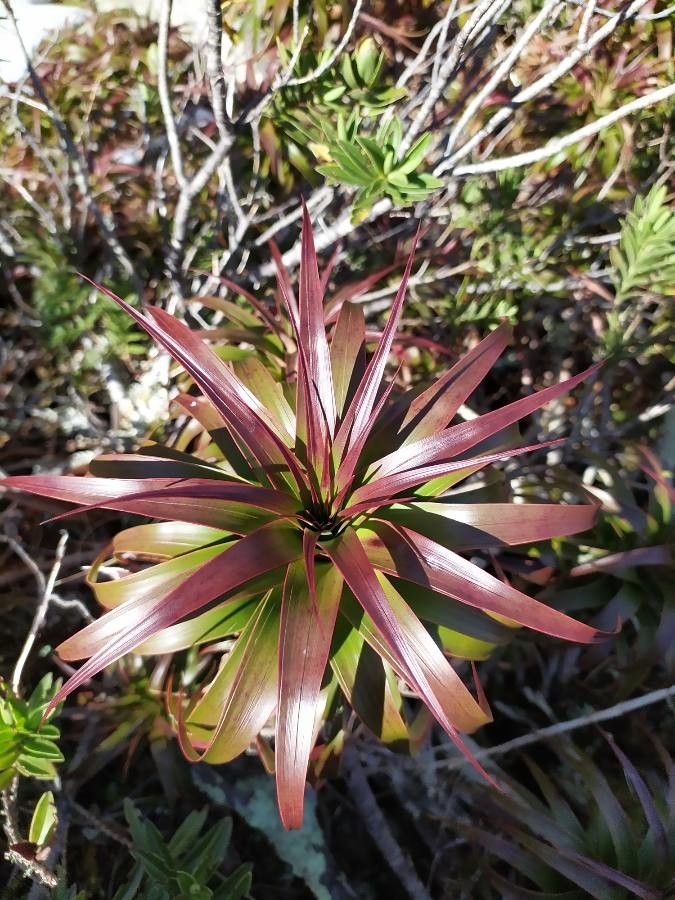 Dracophyllum ramosum — houseplant care guide