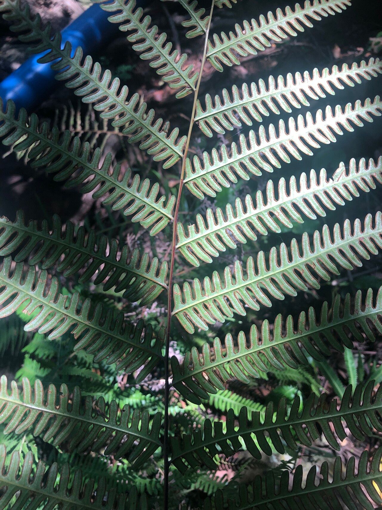Pteris friesii — search result for 'Pteris'