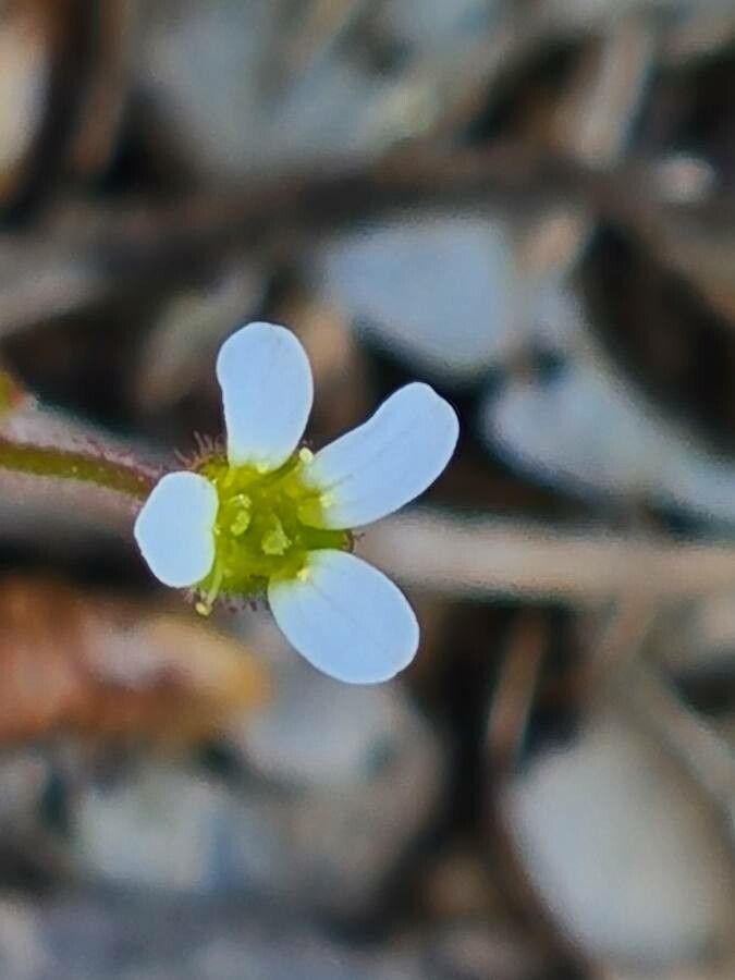 Saxifraga tridactylites flower