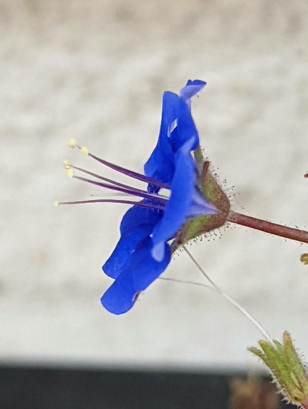 Phacelia campanularia flower