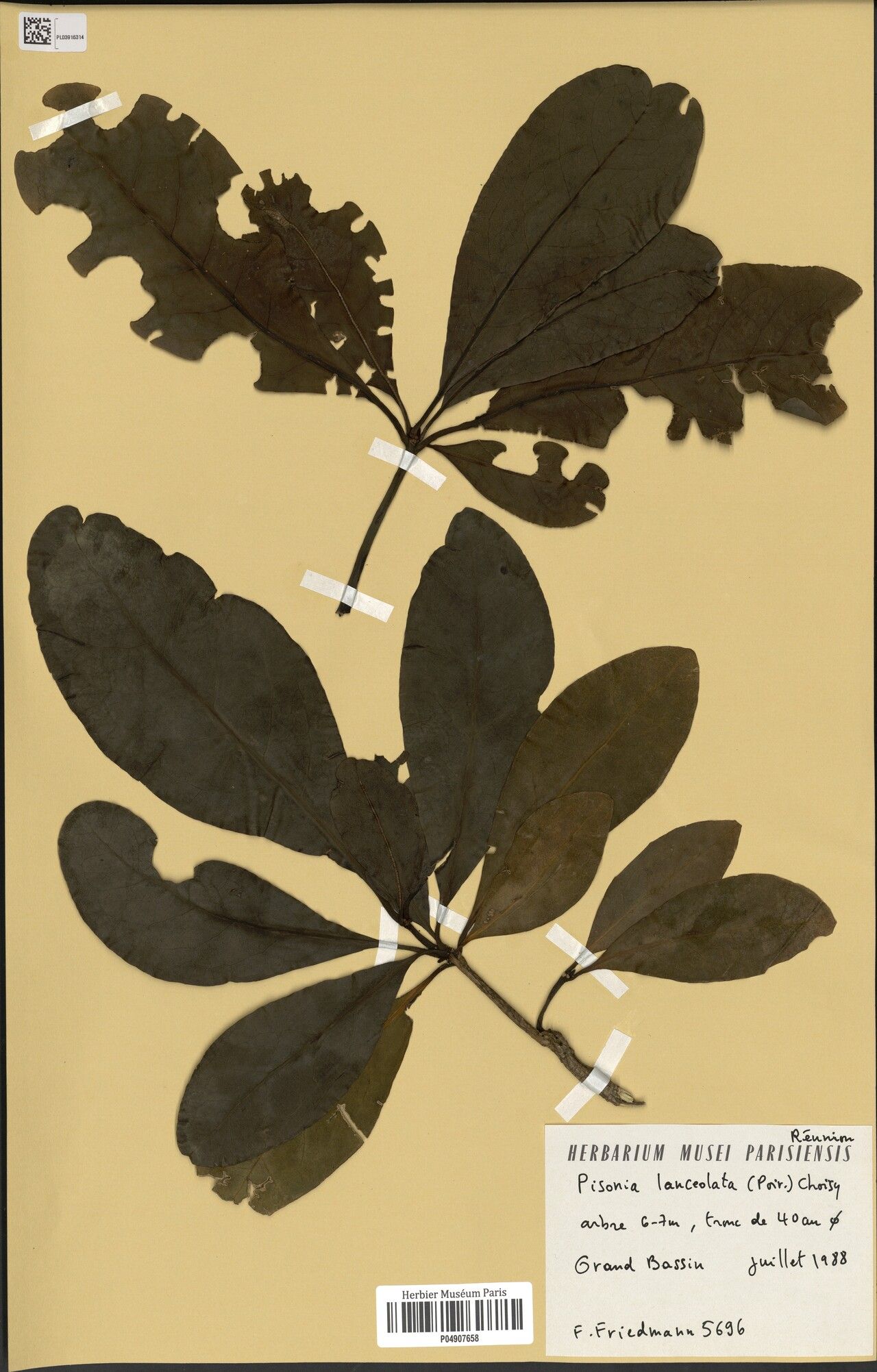 Ceodes lanceolata — related species from the same genus