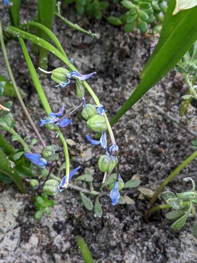 Othocallis siberica fruit
