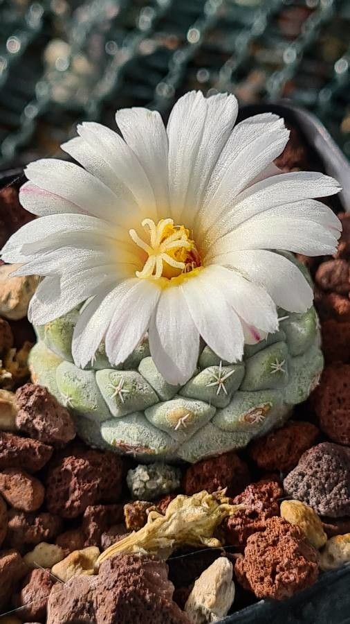 Strombocactus disciformis flower