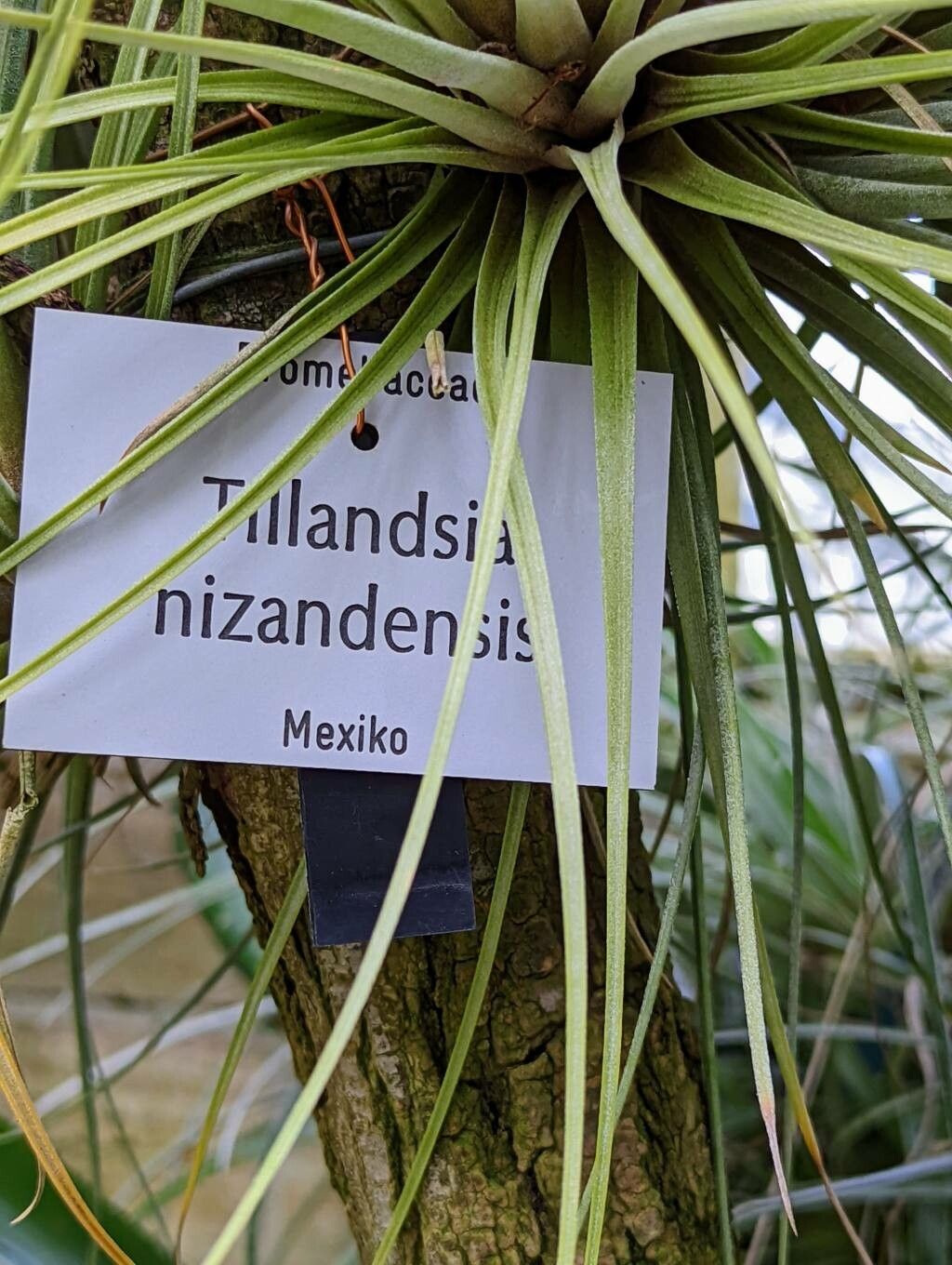 Tillandsia nizandaensis other