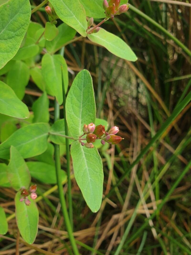 Triadenum fraseri flower