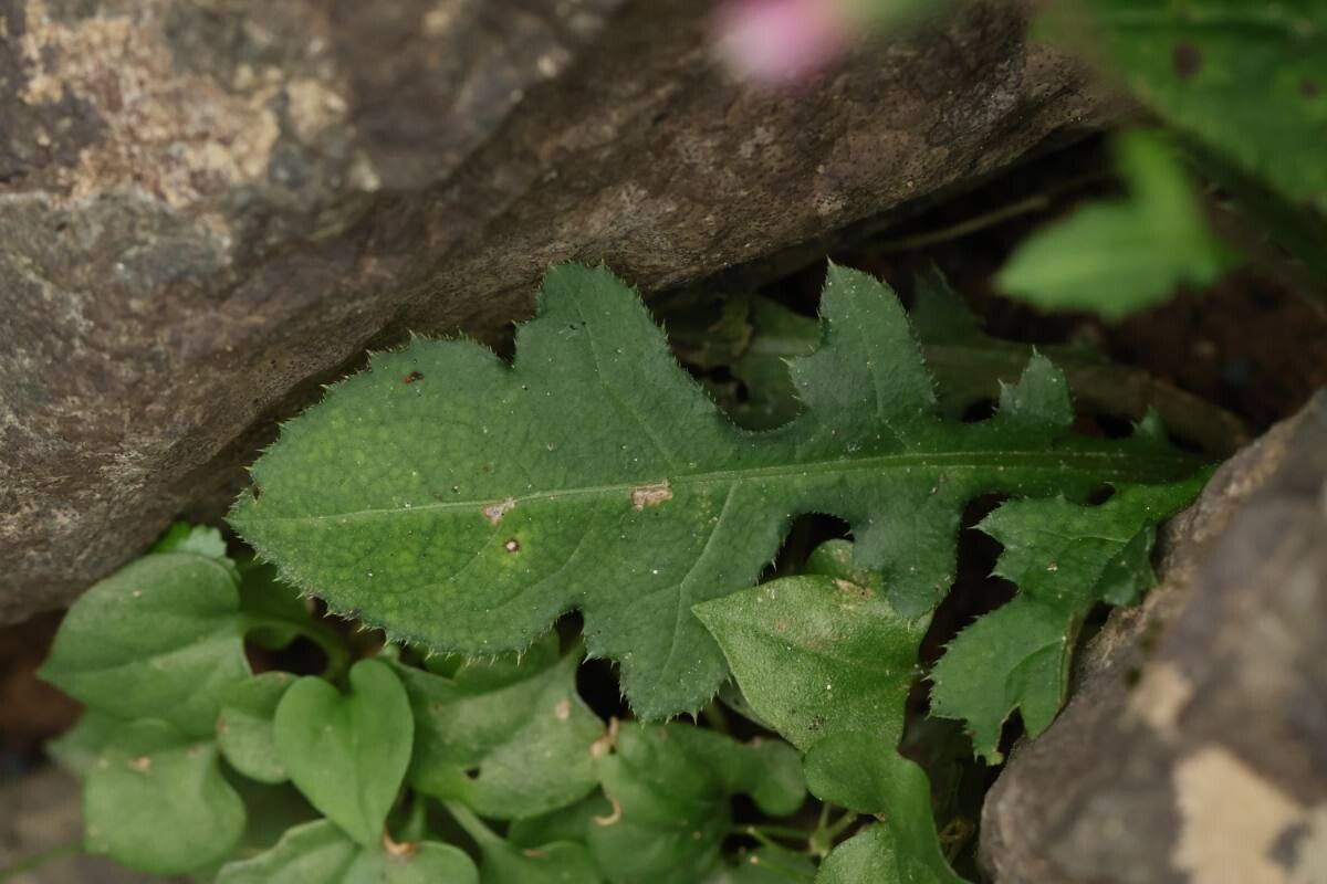 Cirsium tashiroi — houseplant care guide