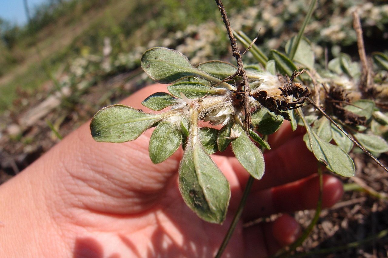 Alternanthera paronychioides — search result for 'Alternanthera'