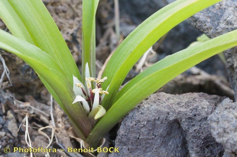 Colchicum hierrense other