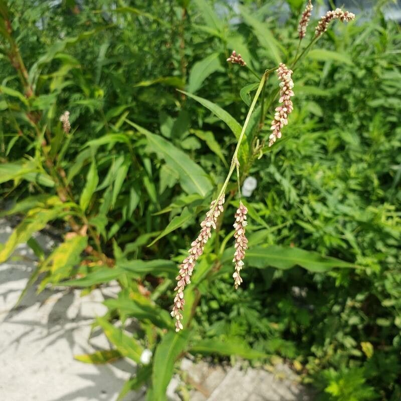 Polygonum lapathifolium fruit