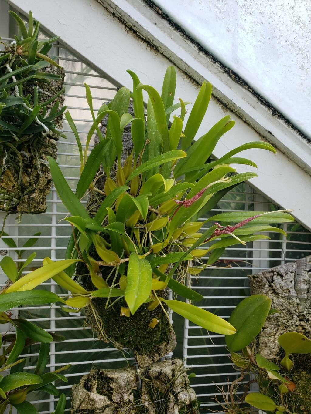 Bulbophyllum biflorum habit