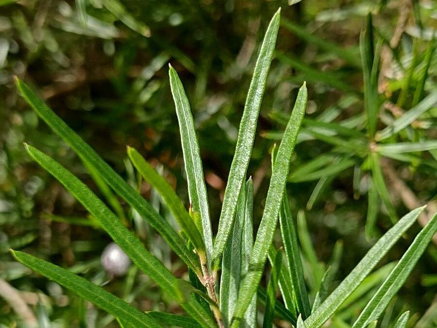 Austromyrtus tenuifolia leaf