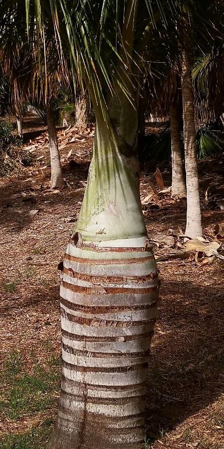 Pseudophoenix vinifera bark