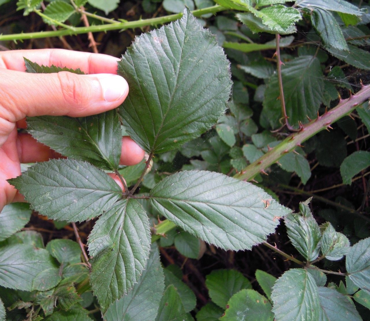 Rubus rhombifolius leaf