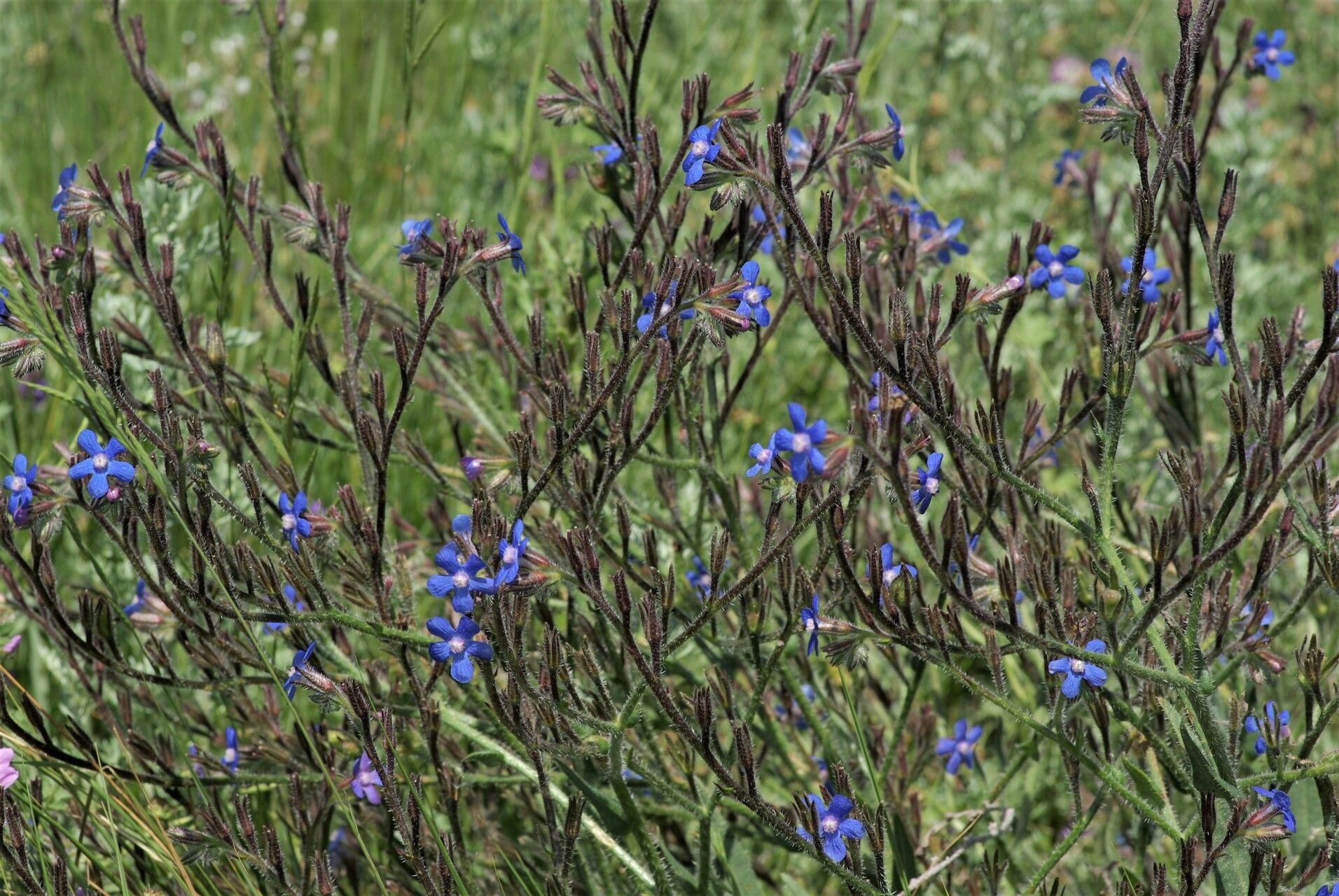 Anchusa azurea habit