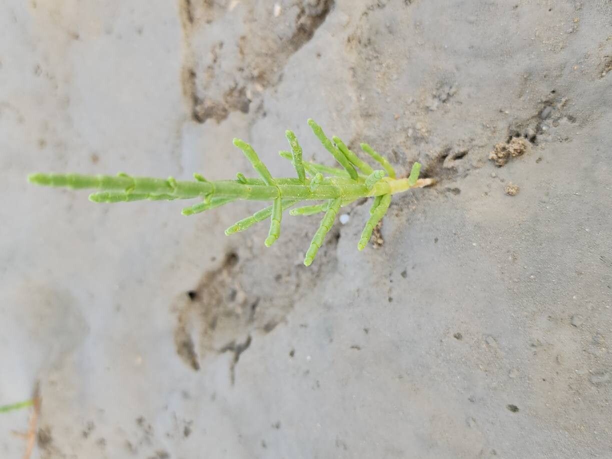 Salicornia iranica habit