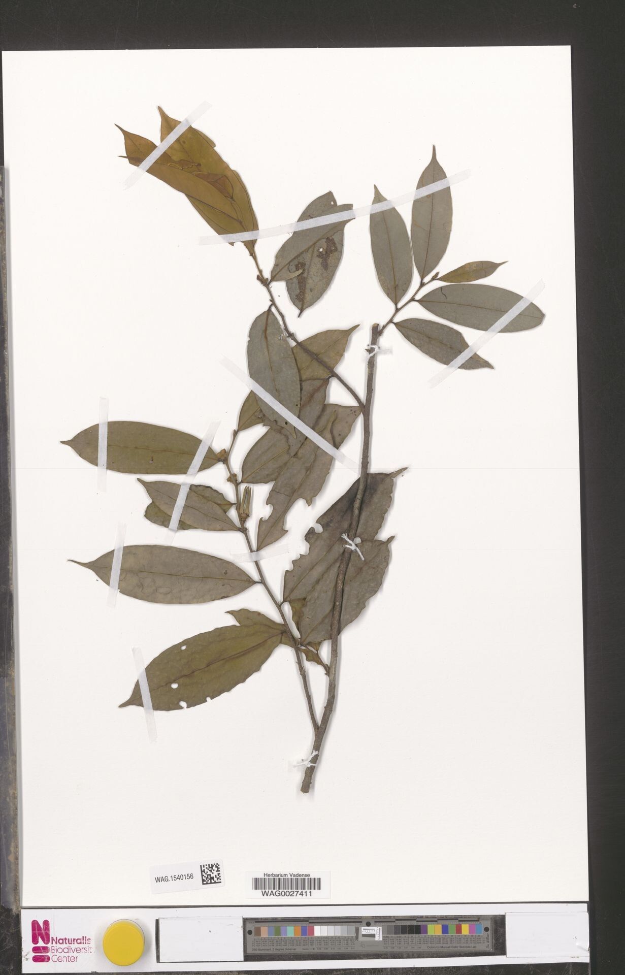 Xylopia unguiculata — houseplant care guide