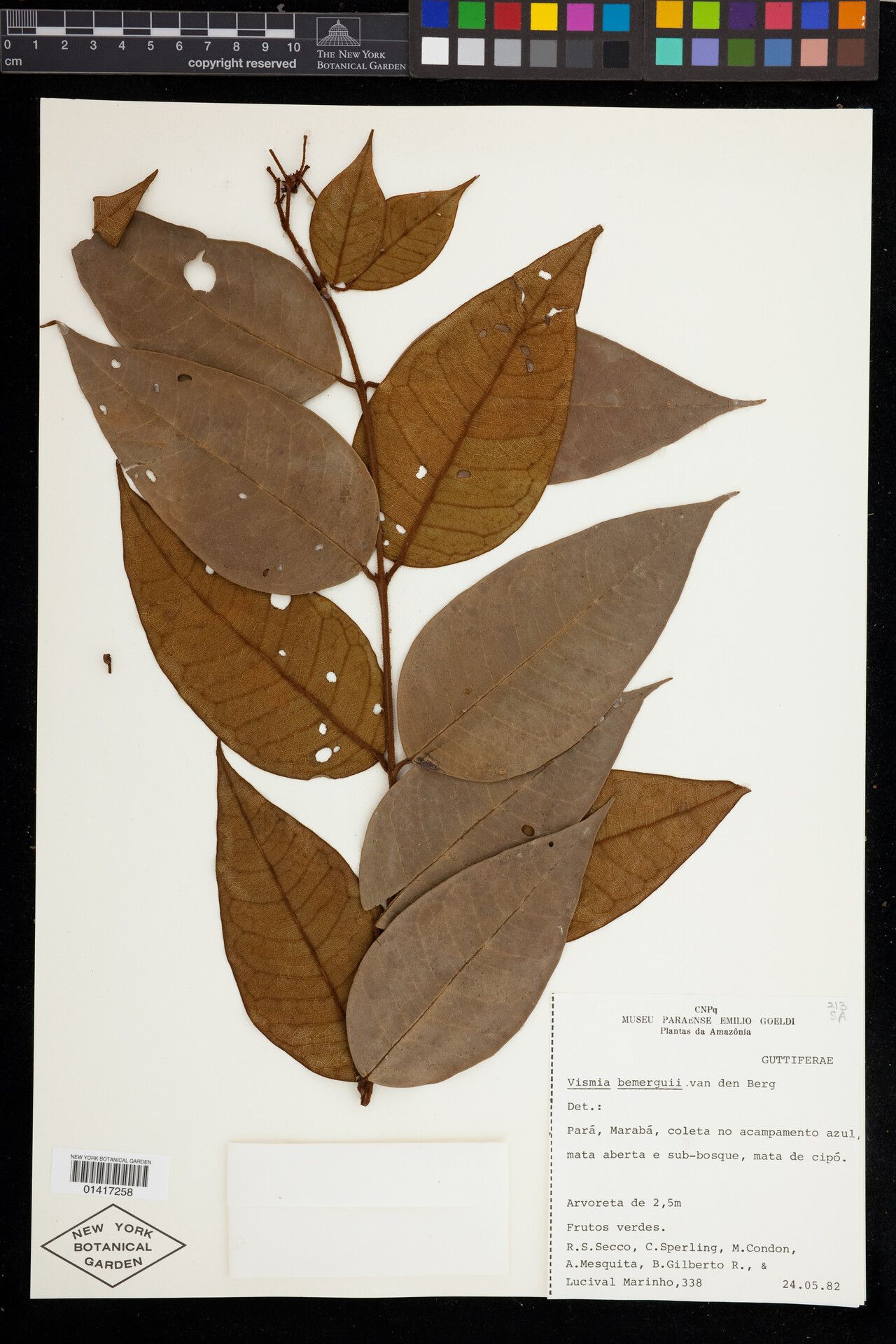 Vismia bemerguii — related species from the same genus