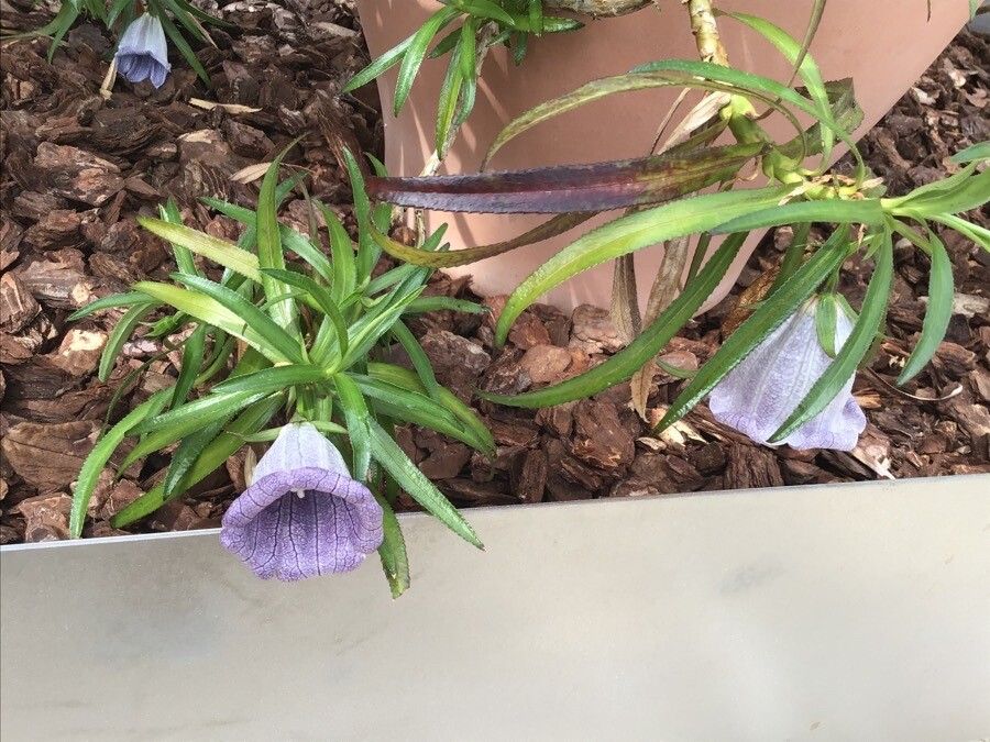 Nesocodon mauritianus flower