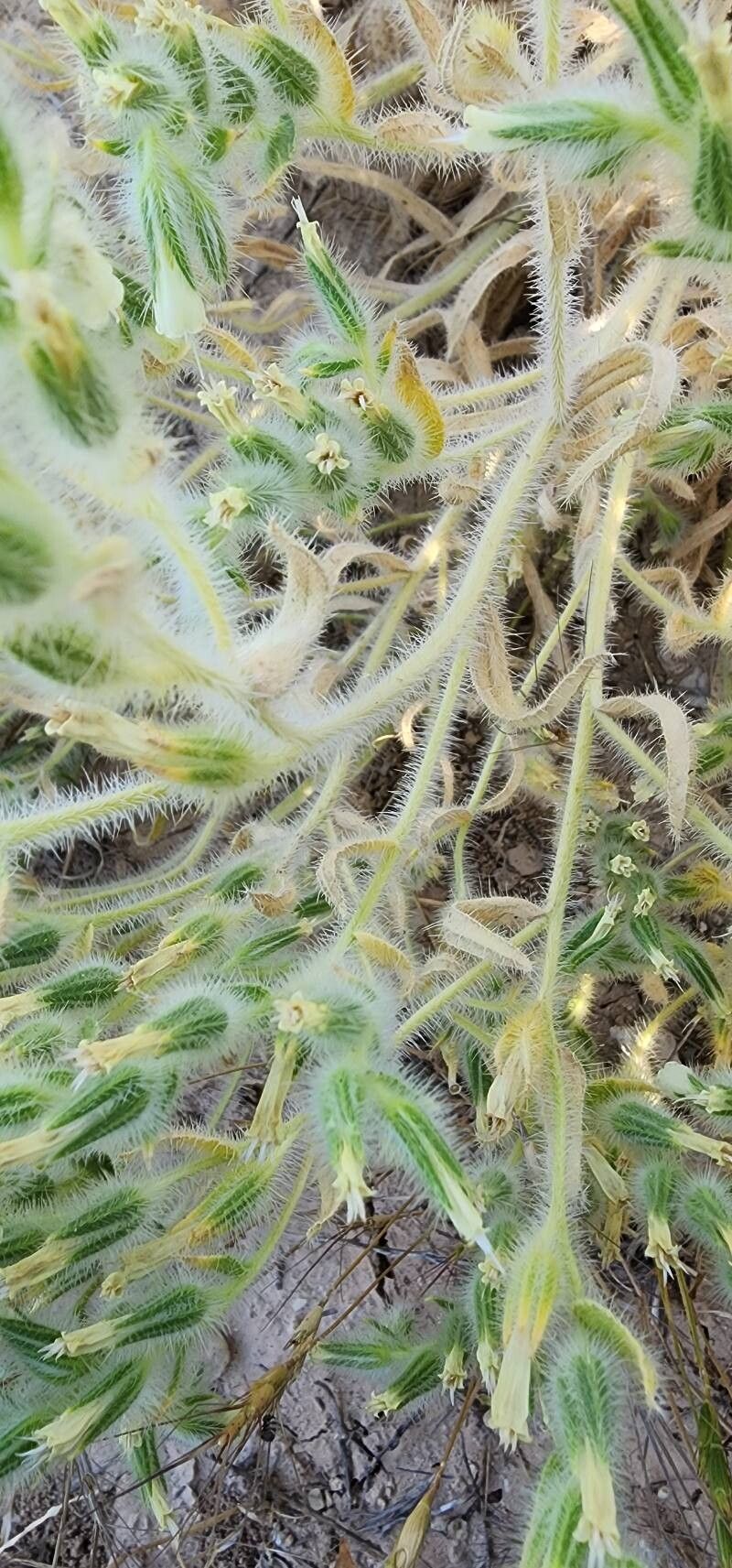 Onosma microcarpa bark