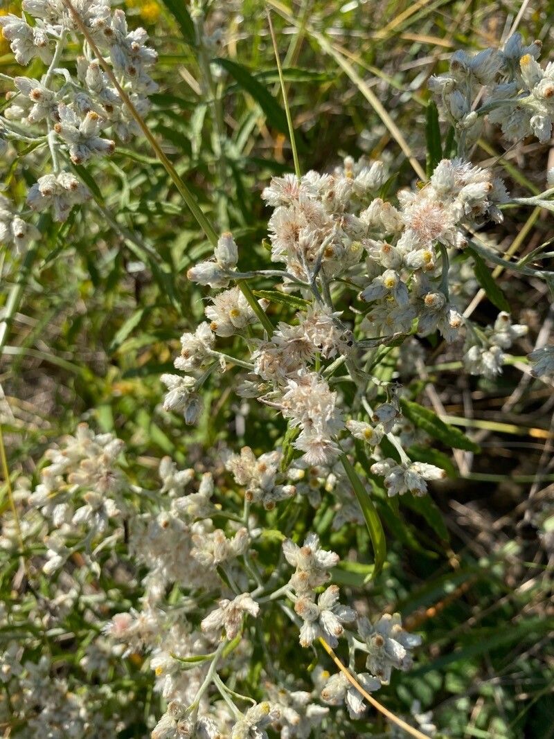 Pseudognaphalium leucocephalum flower