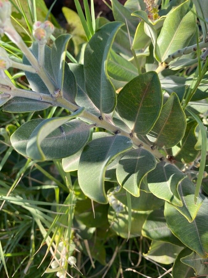 Metrosideros collina leaf