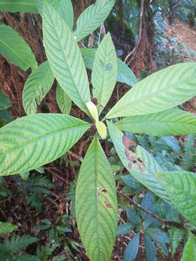 Psychotria faguetii — houseplant care guide