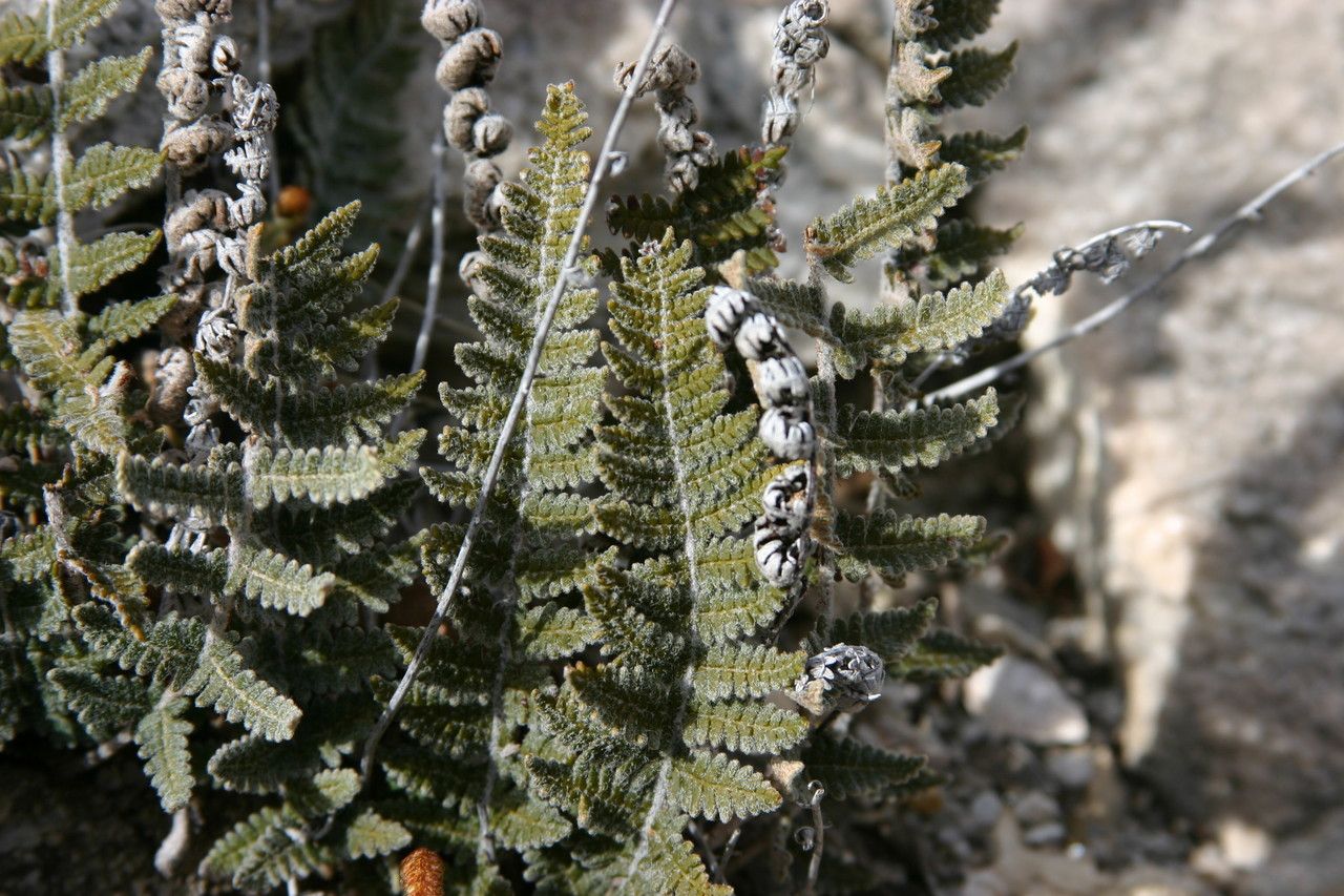 Hemionitis aschenborniana — houseplant care guide