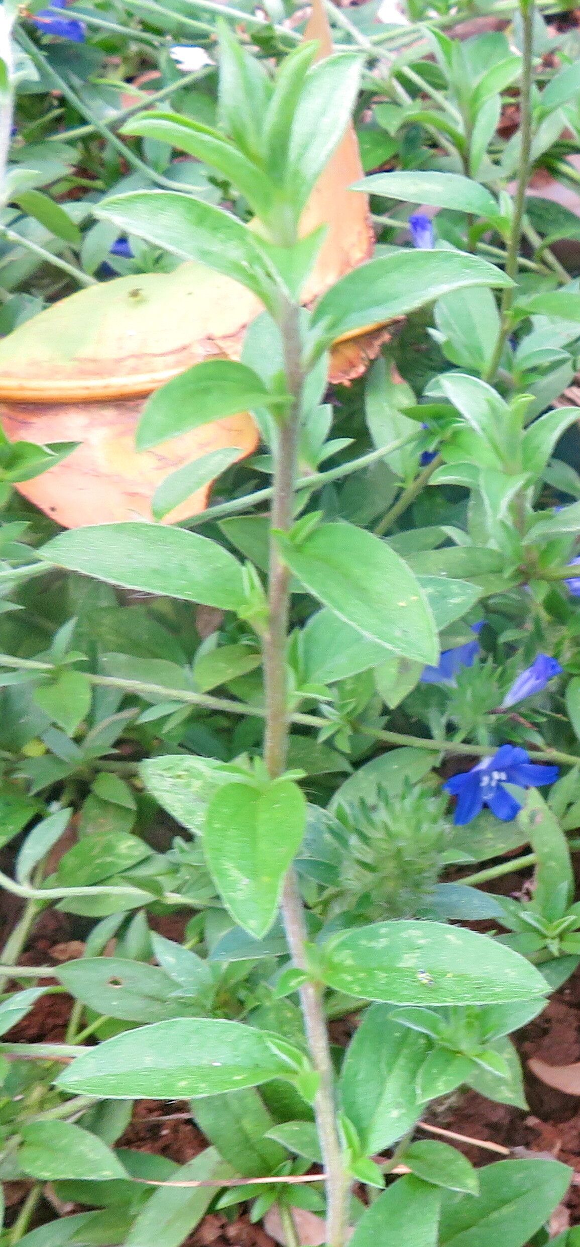 Evolvulus brevifolius — related species from the same genus