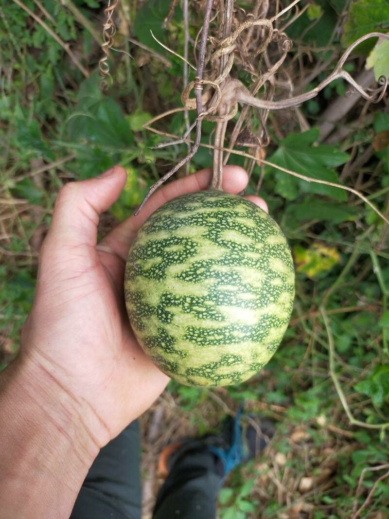 Lagenaria sphaerica fruit