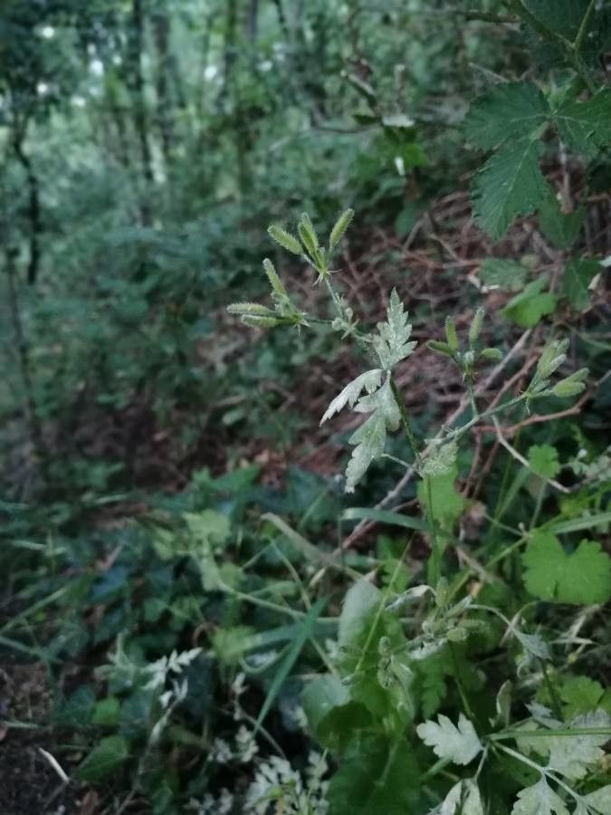 Chaerophyllum nodosum fruit