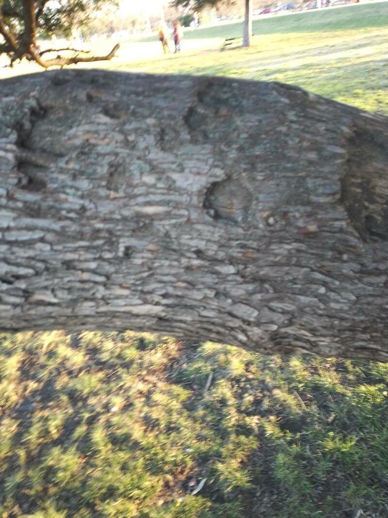 Schinus longifolia bark