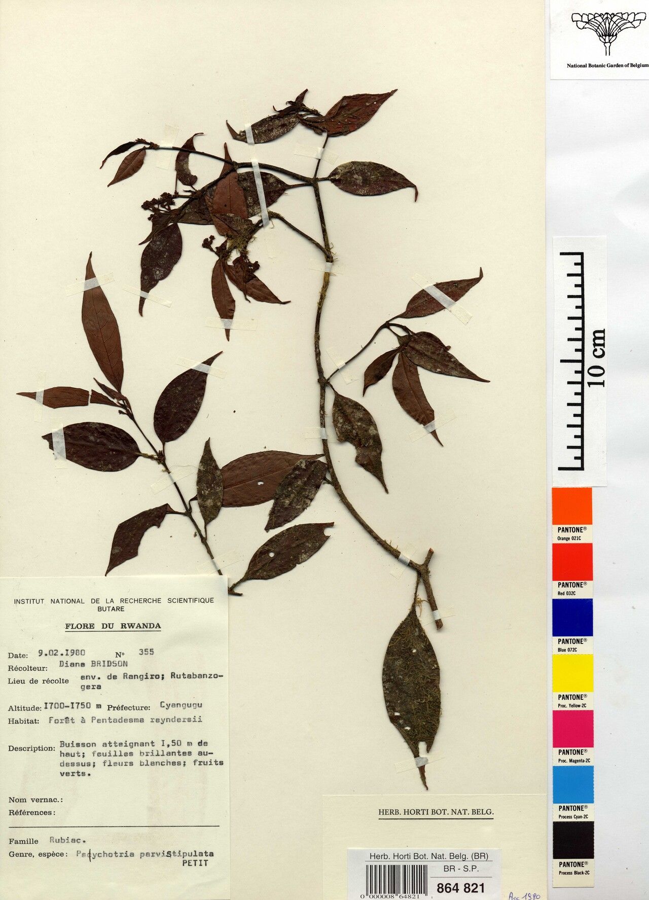 Psychotria parvistipulata — houseplant care guide