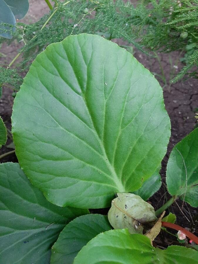 Bergenia cordifolia