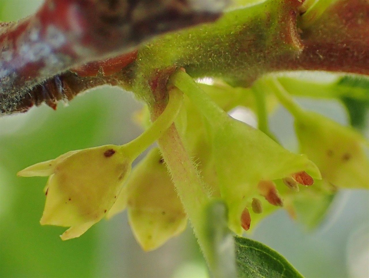 Rhamnus alpina flower