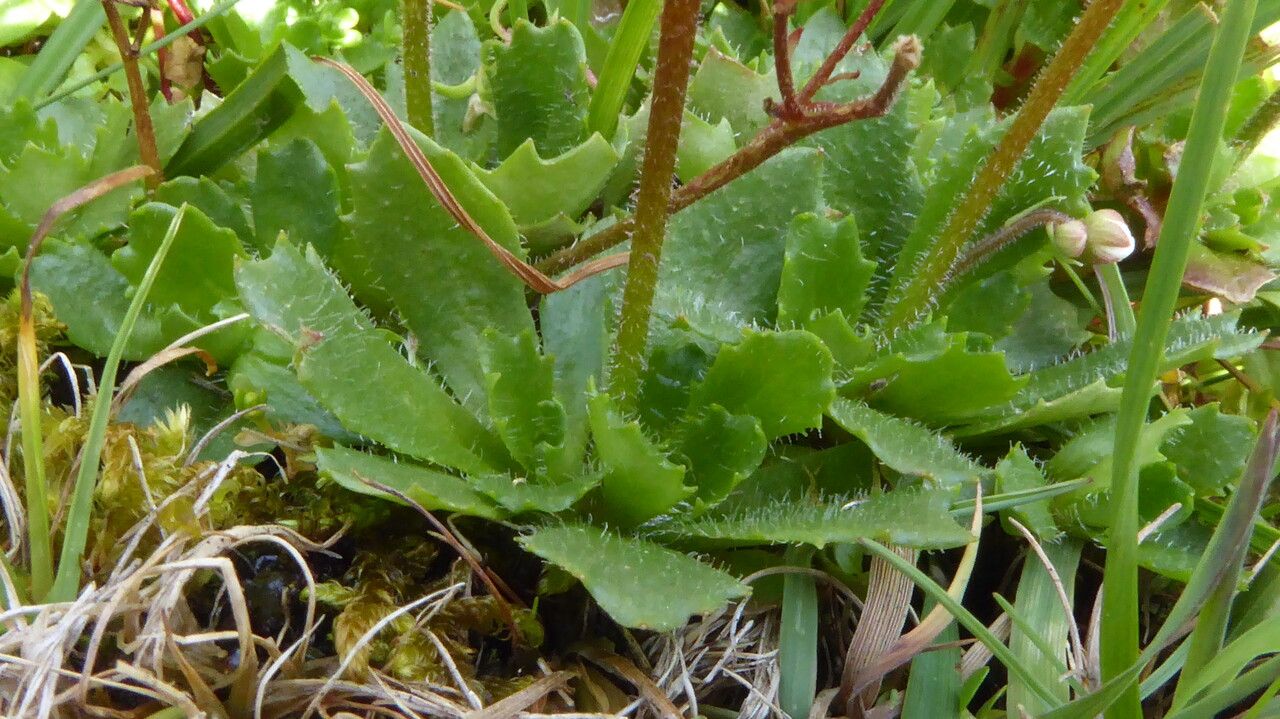 Micranthes stellaris leaf