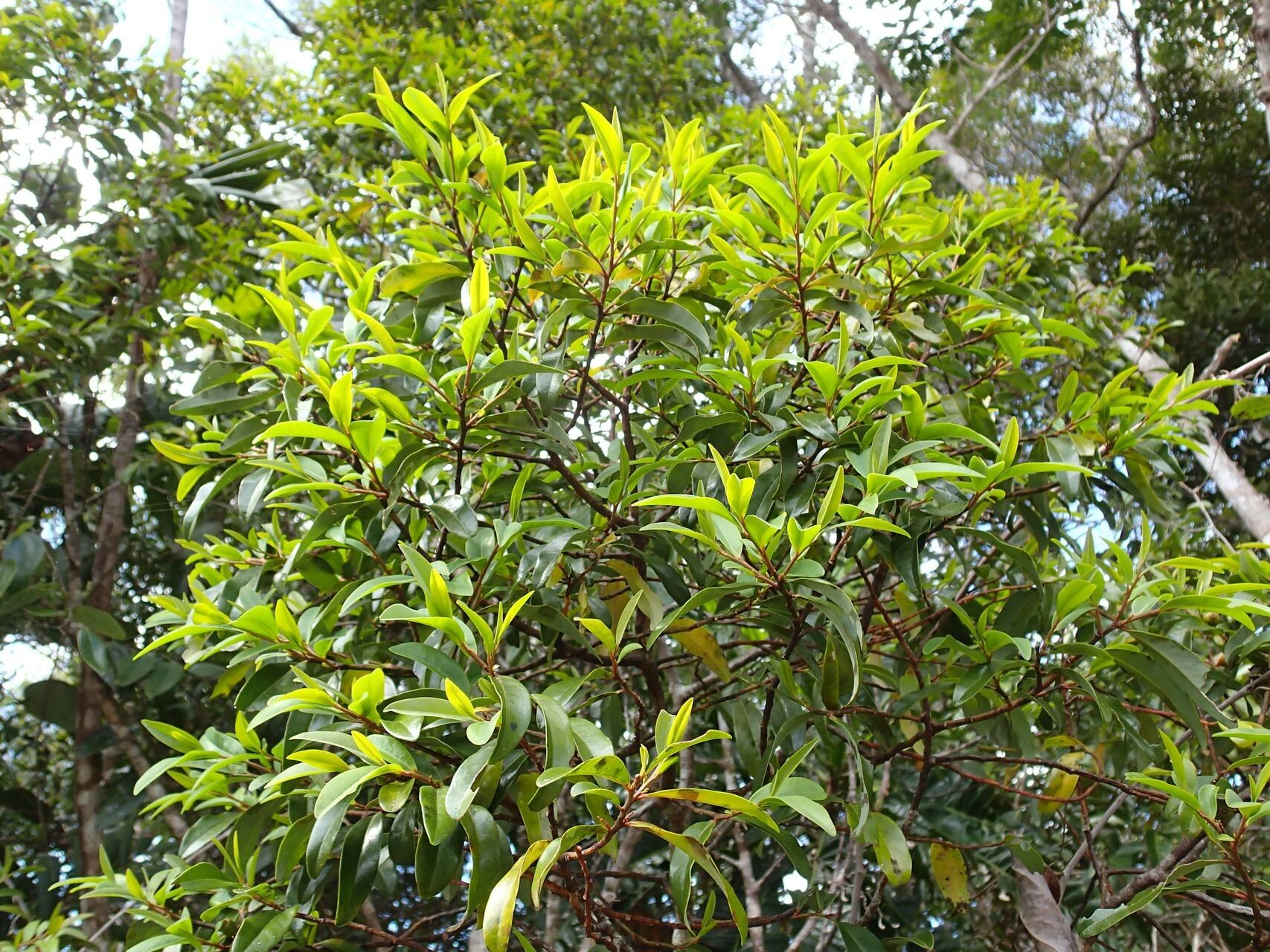 Olax hypoleuca habit