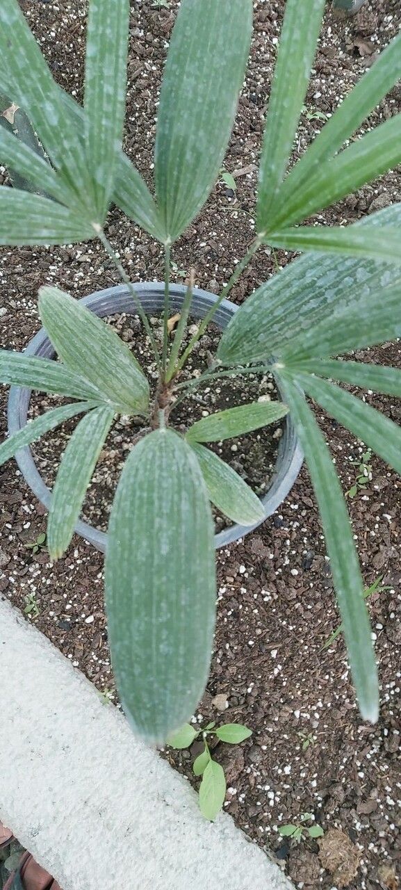 Asplundia utilis leaf