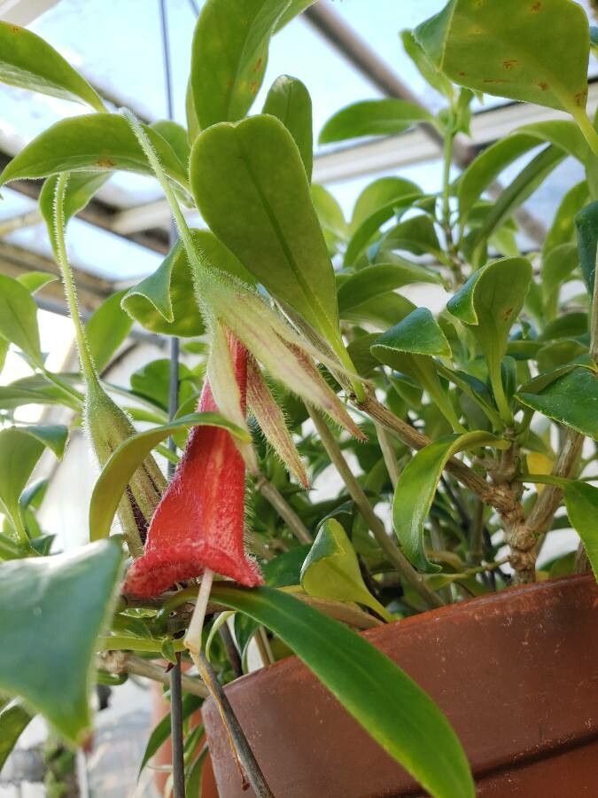 Nematanthus crassifolius flower