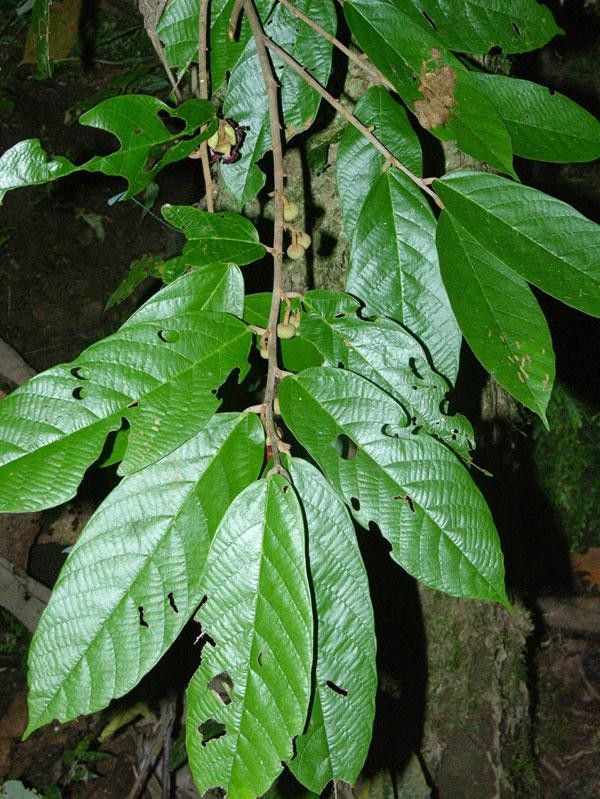 Theobroma mammosum