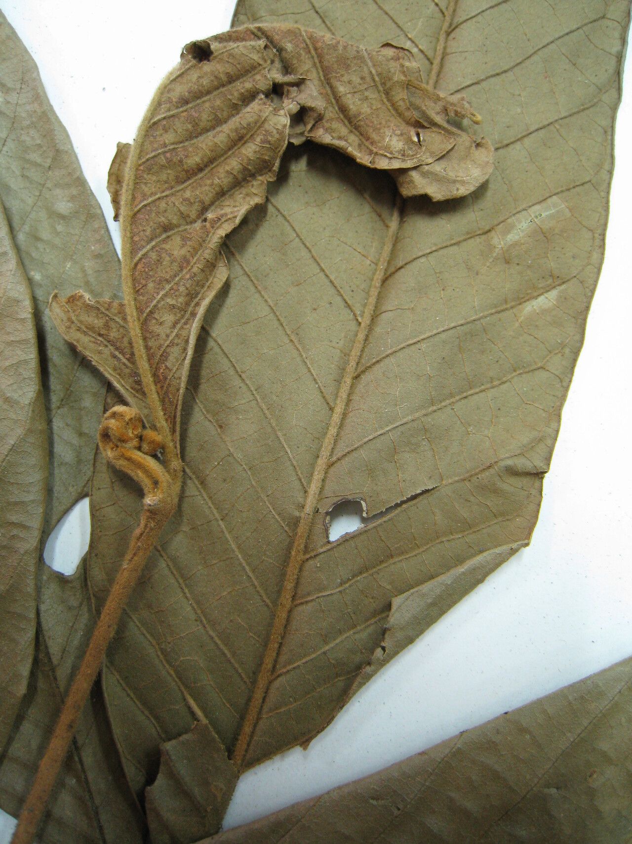 Guarea carinata other